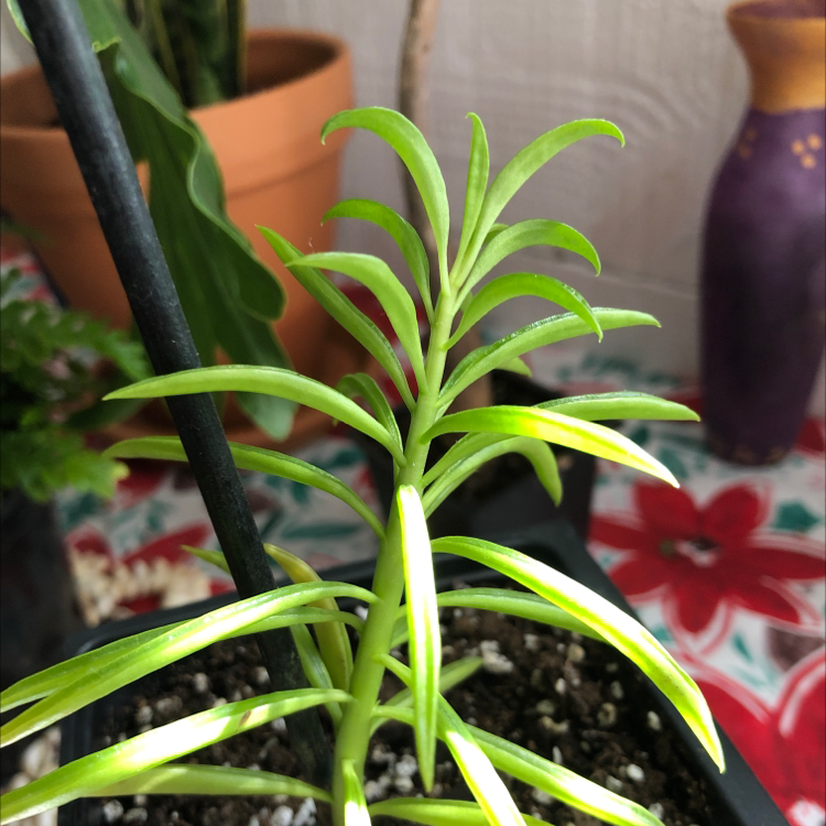 Healthy Succulent Bush Senecio plant with vibrant green leaves in a pot.