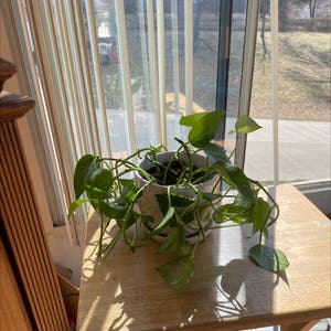 Golden Pothos plant photo by Lithefenorchid named Flouis Marie Barrale 💕 on Greg, the plant care app.