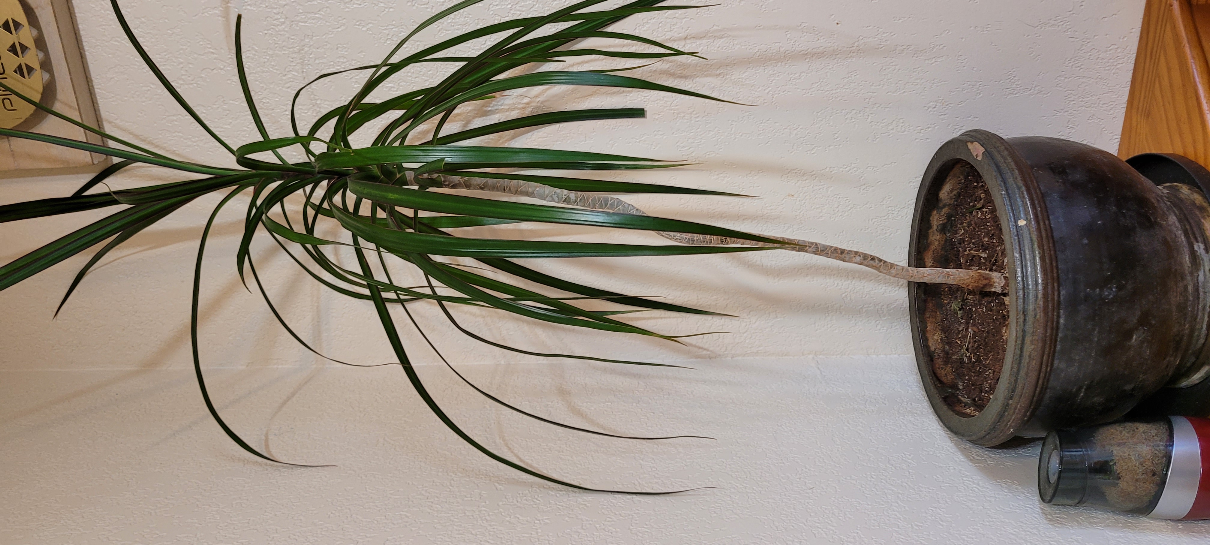 Madagascar Dragon Tree in a pot with visible soil, long green leaves.
