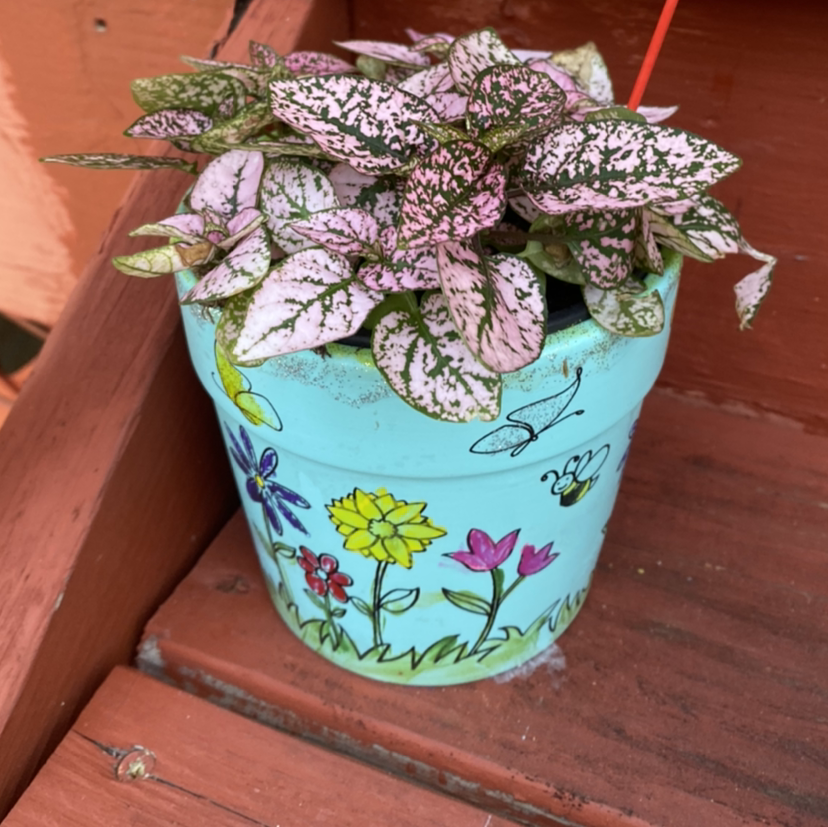 Polka Dot Plant plant photo by @Kaydee0828 named Finnian on Greg, the plant care app.