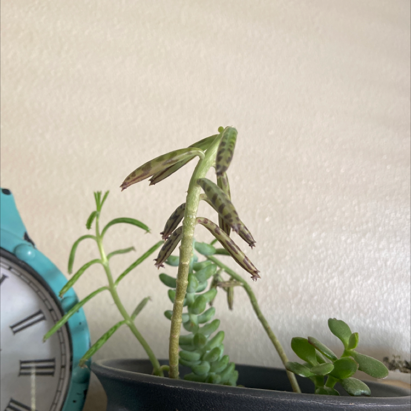 Healthy Mother of Millions succulent plant in a black plastic pot, with many tiny plantlets growing along the margins of its thick green leaves.