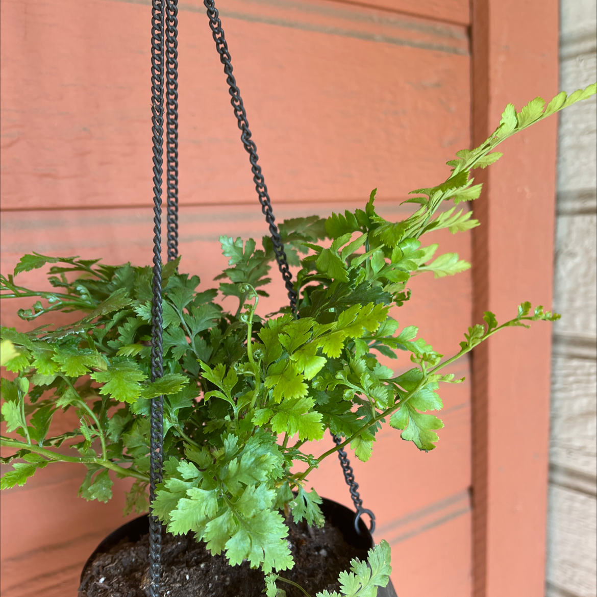 Hanging pot with a healthy green Black Spleenwort fern against a wooden background.
