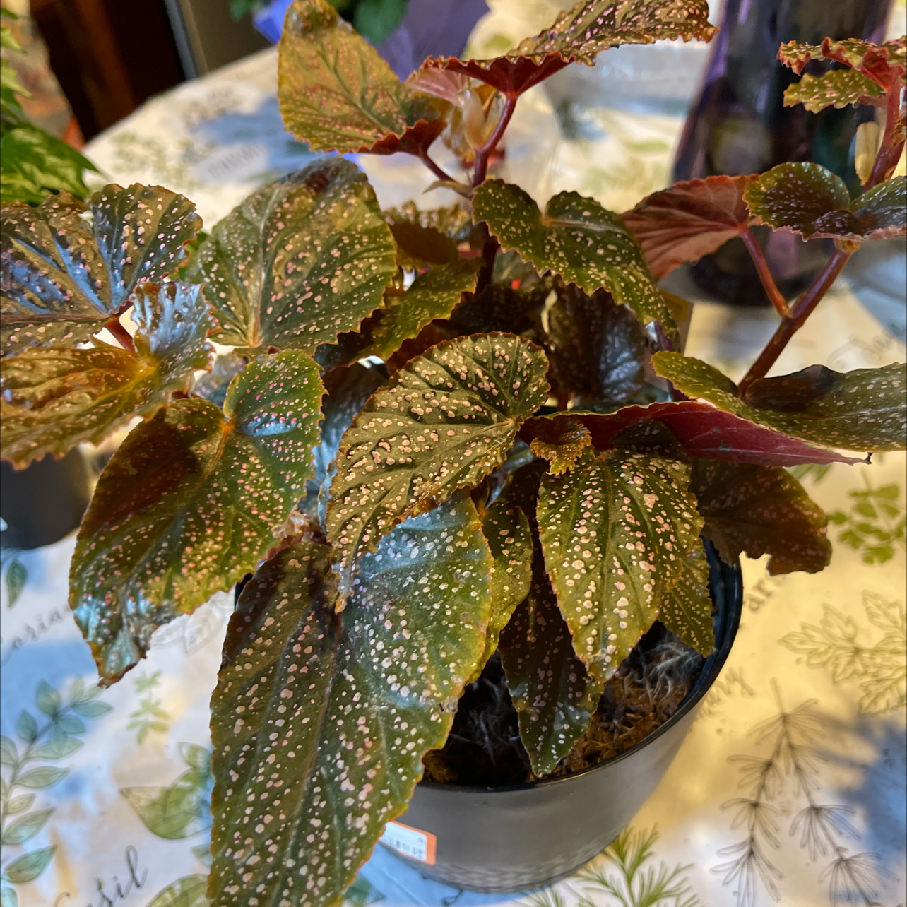 Angel Wing Begonia with spotted leaves in a pot on a patterned surface.