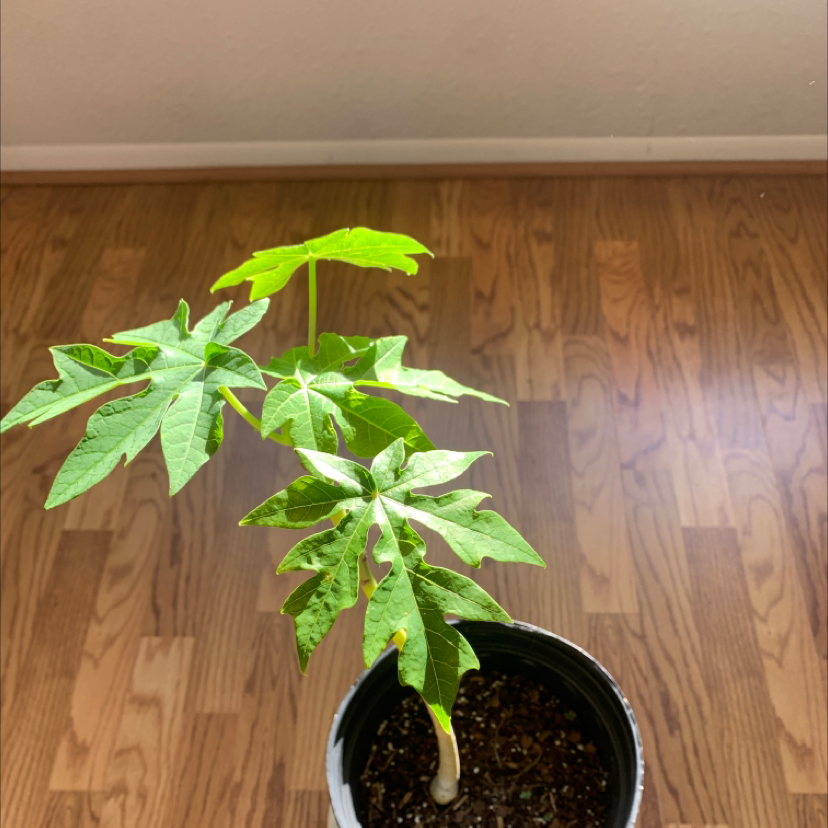 Young papaya plant in a pot with some yellowing and browning leaves.