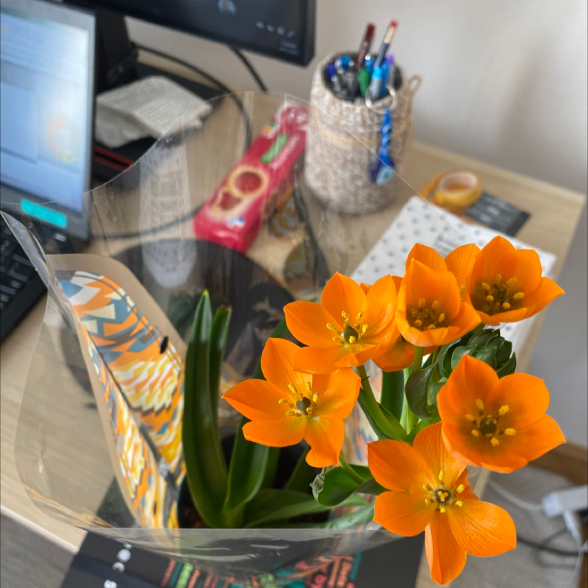 Sun Star plant with vibrant orange flowers in an indoor setting with office supplies in the background.