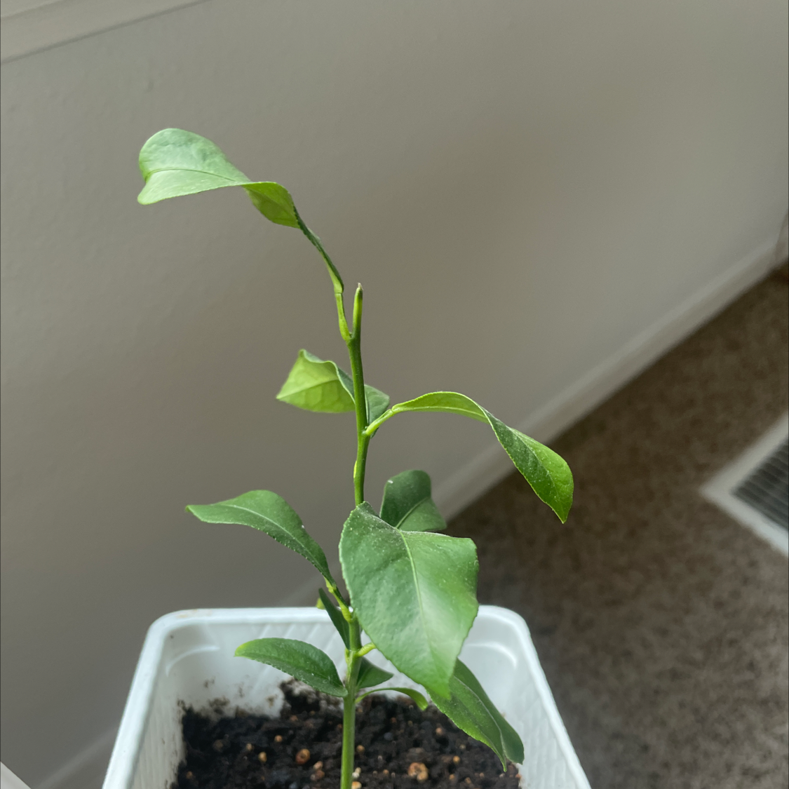 Young Makrut Lime plant in a white pot with visible soil.