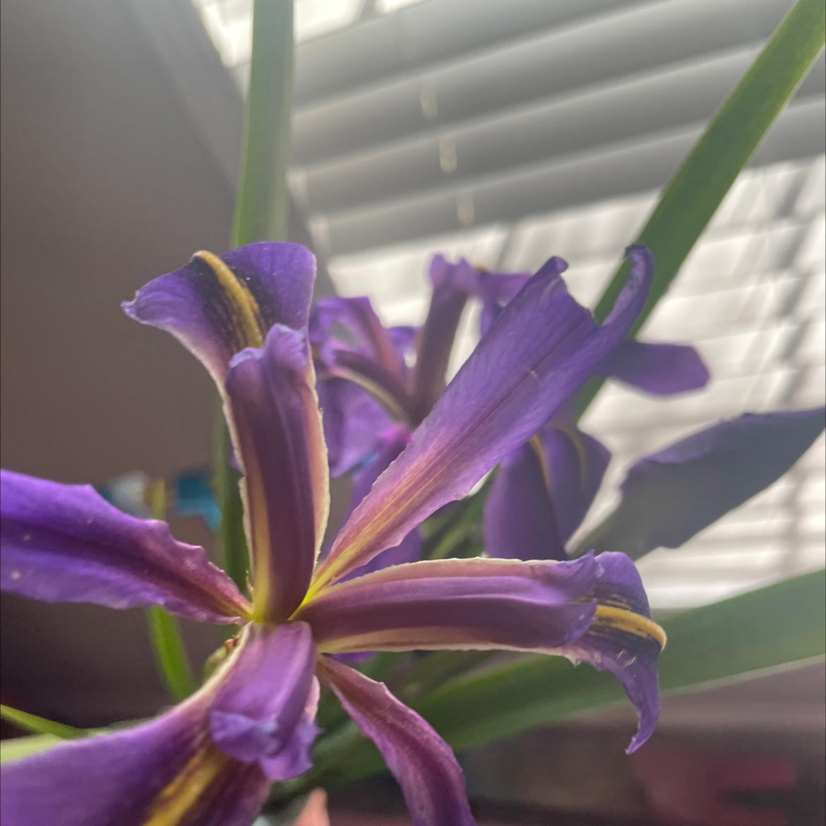 Photo of the plant species Blue Iris by @KeyJavafern named Your plant on Greg, the plant care app