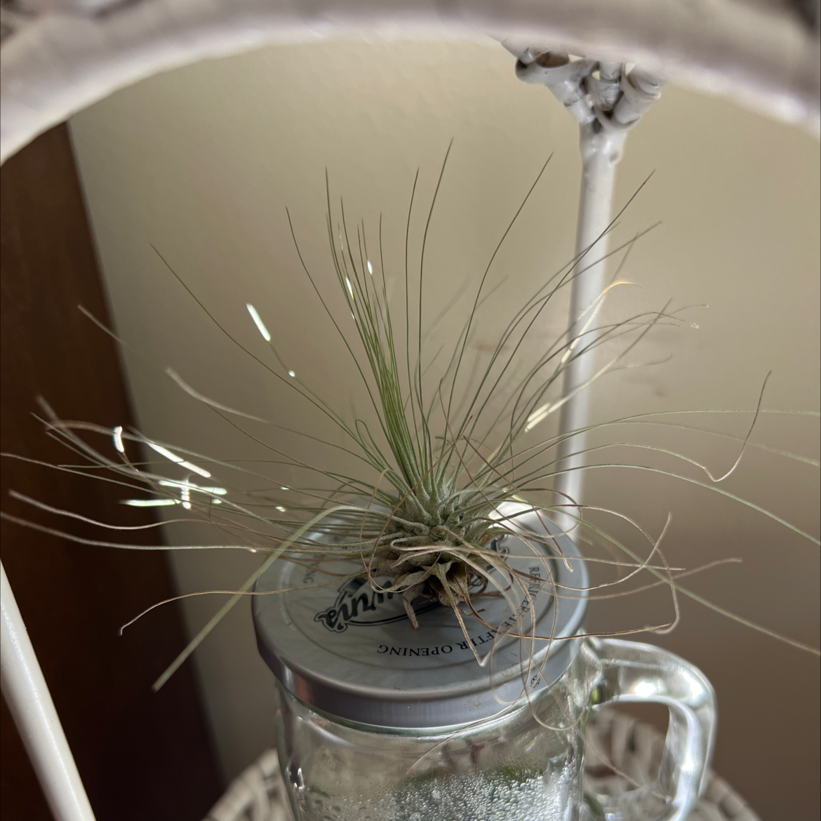 Tillandsia Juncea plant on a jar, healthy and well-framed.