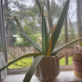 Aloe vera plant in Mobile, Alabama