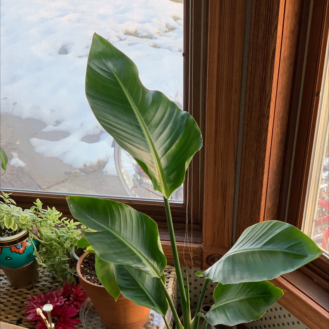 White Bird of Paradise plant photo by @hi named birdie on Greg, the plant care app.