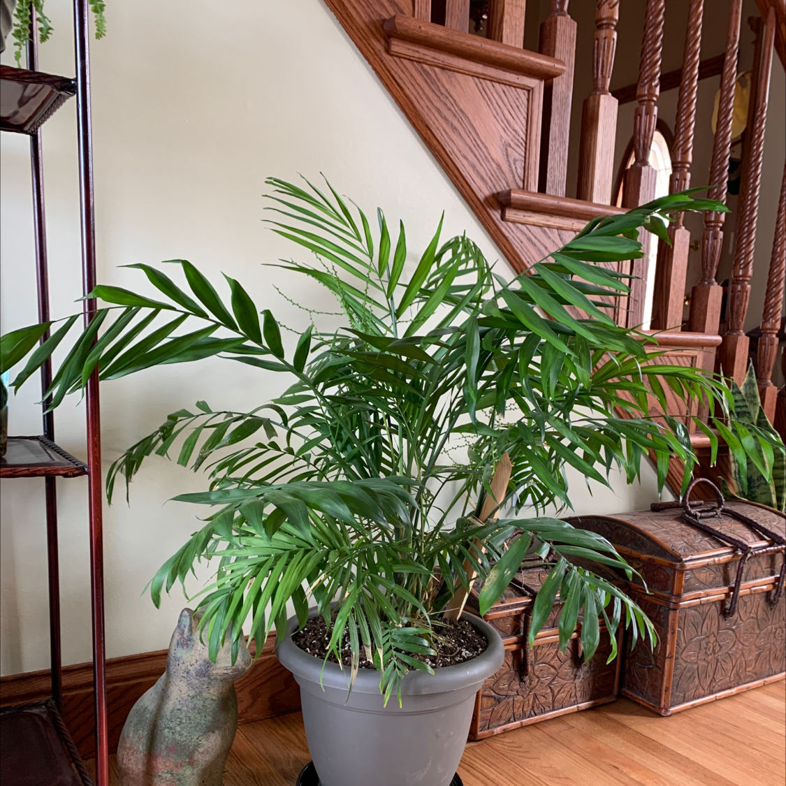 Parlour Palm plant photo by @hi named parlour pam on Greg, the plant care app.
