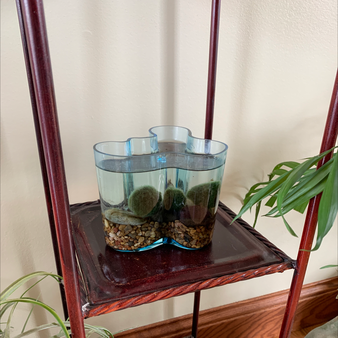 Marimo moss ball plant in a clear water-filled container with pebbles, placed on a shelf.