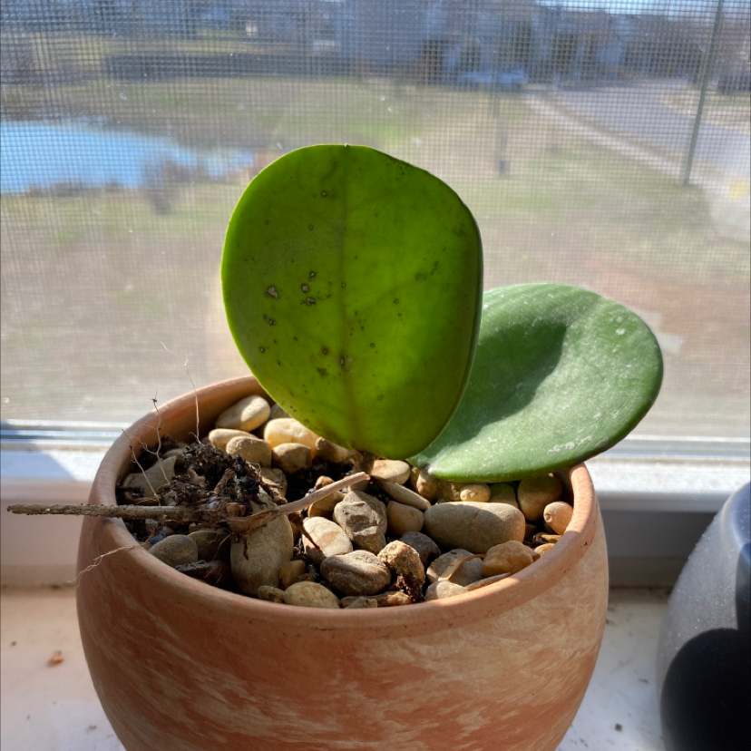 Hoya obovata plant in a terracotta pot with pebbles, showing some leaf discoloration and spots.
