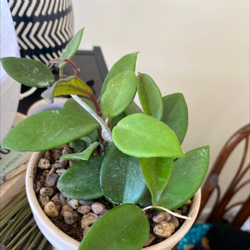 Waxplant plant photo by @Elkbath named Sonny on Greg, the plant care app.
