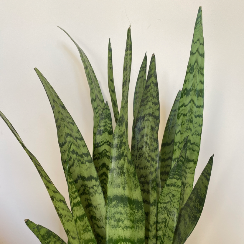 Snake Plant plant photo by @Elkbath named Forrest on Greg, the plant care app.