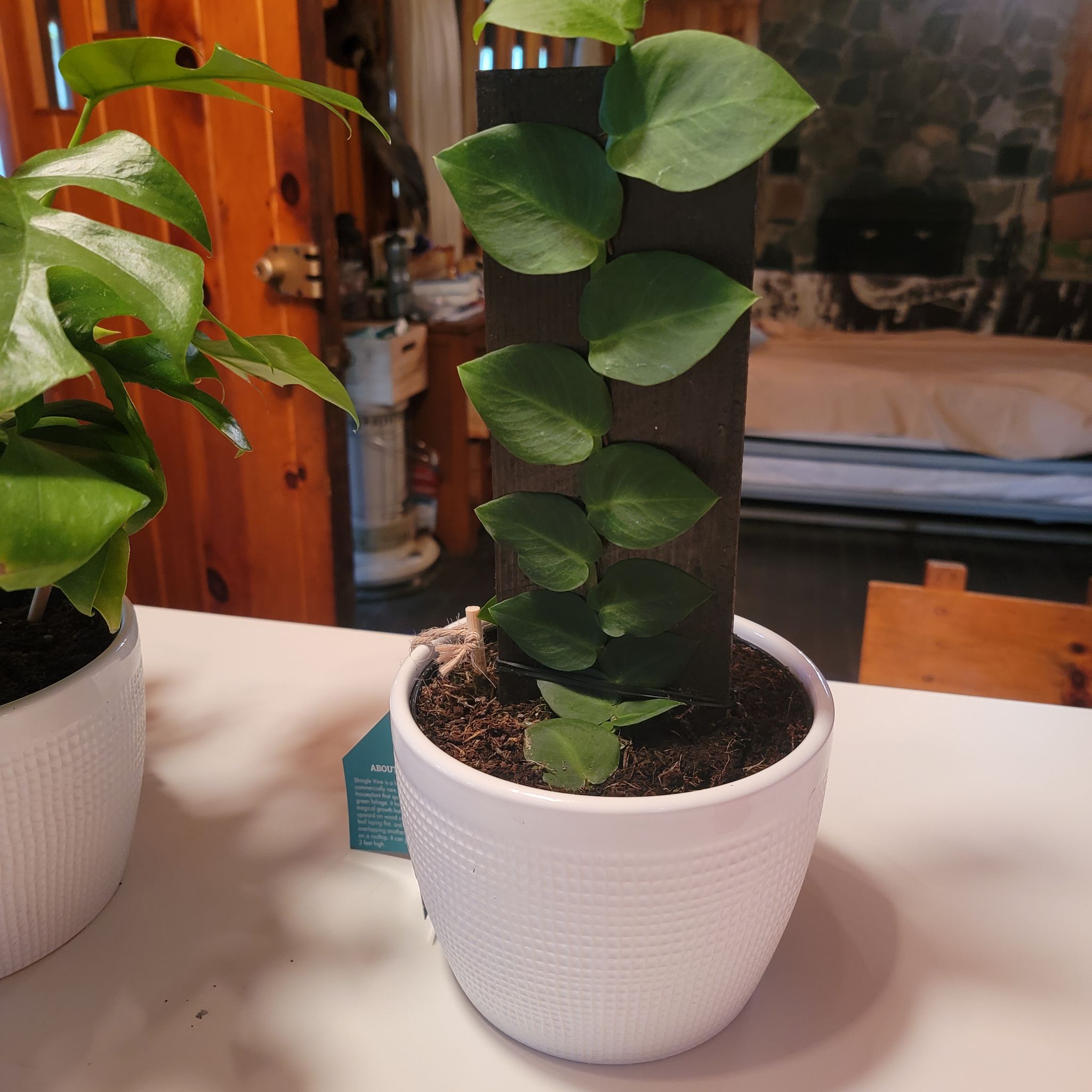 Potted Rhaphidophora hayi plant with healthy green leaves climbing a support.
