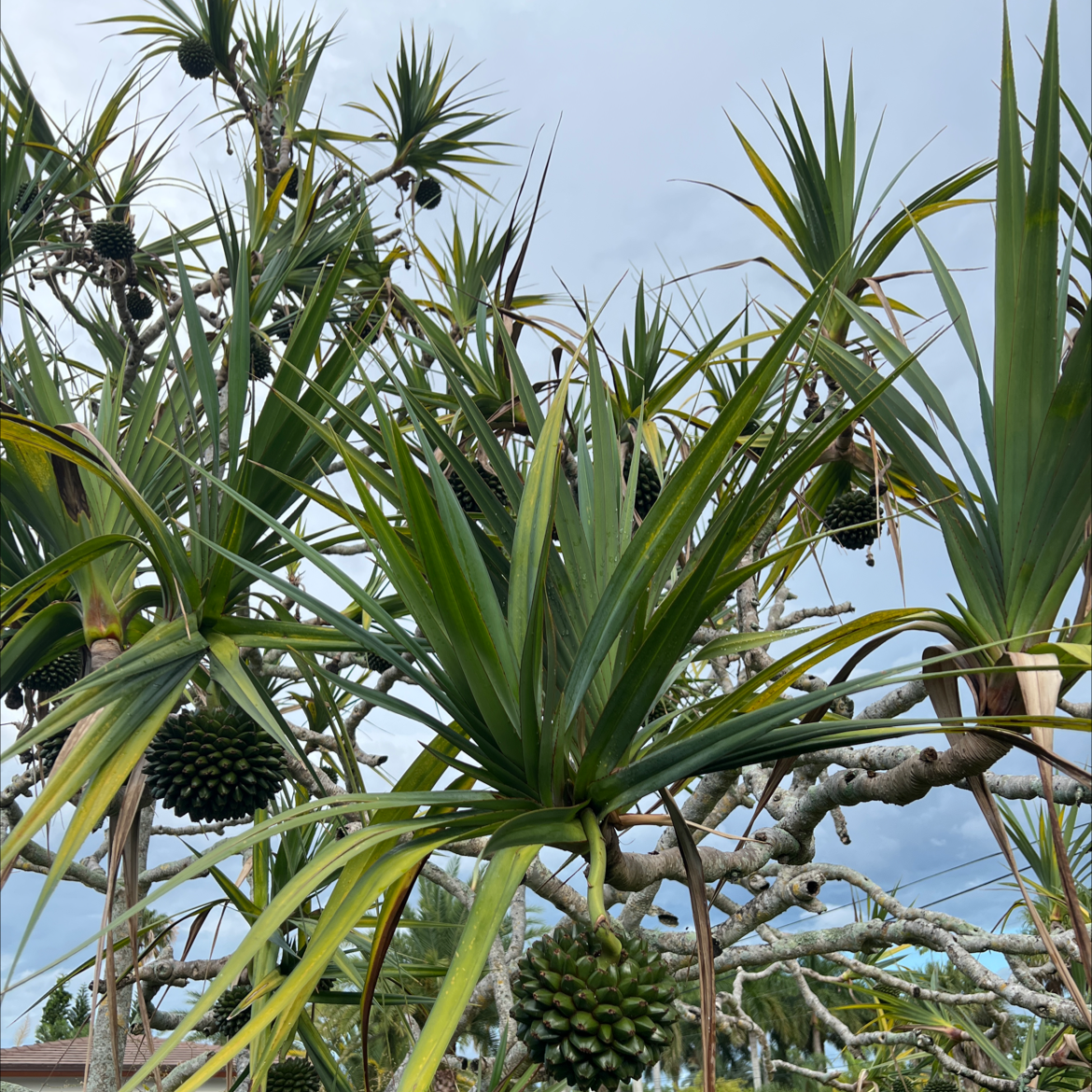 Screw Pine uploaded to the Greg plant app by @QuickOrpine