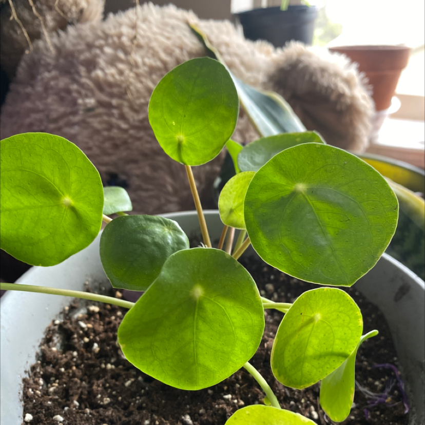 Chinese Money Plant plant photo by @kenzcat45 named planticus on Greg, the plant care app.