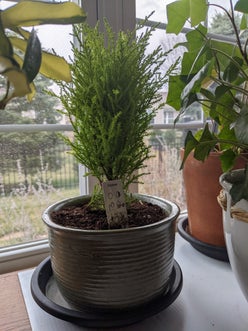 Cupressus macrocarpa plant