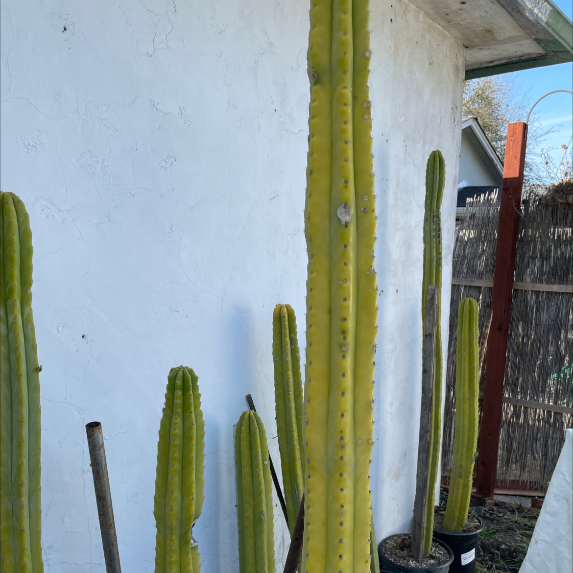Several tall Mexican Fence Post Cacti against a white wall, appearing healthy.