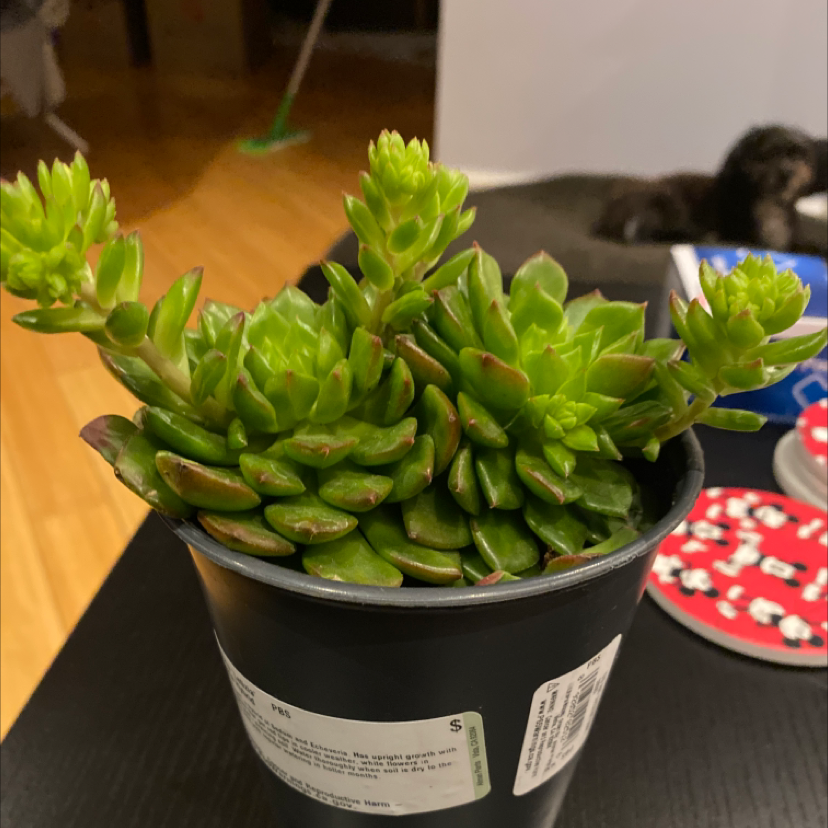 Healthy Sedeveria 'Letizia' plant in a black pot with vibrant green leaves.