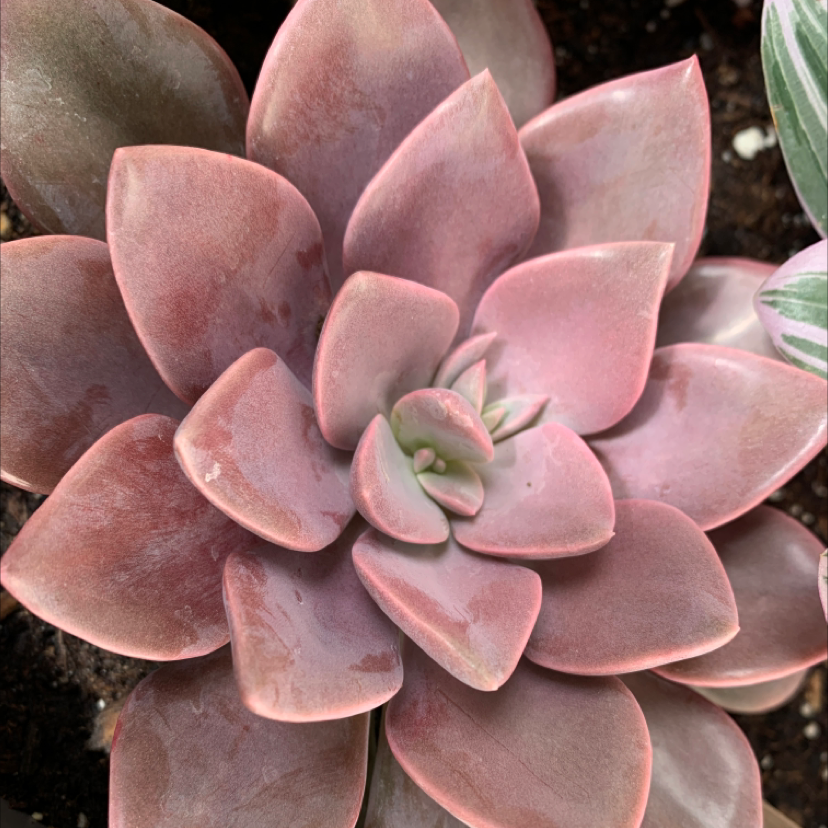 Graptoveria 'Debbie' succulent with pinkish-purple leaves in a rosette pattern.