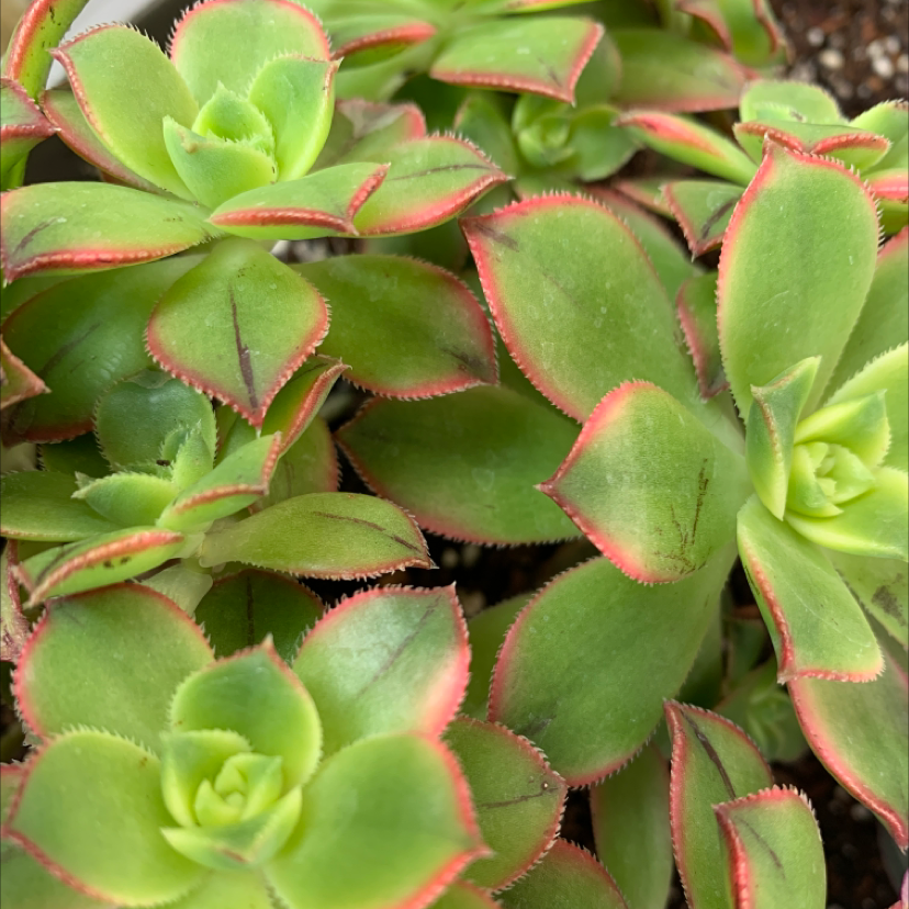 Close-up of Aeonium 'Kiwi' with green leaves edged in red, appearing healthy.