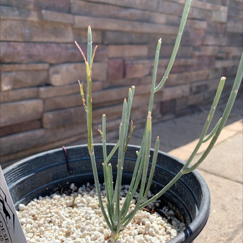 Photo of the plant species Rush Milkweed by @VipDogrose named Wall-E on Greg, the plant care app