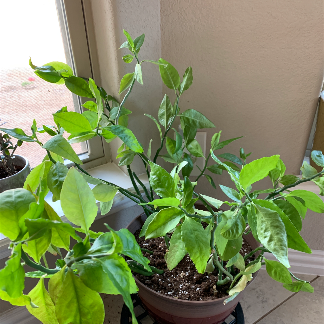 Healthy young Radermachera sinica plant with glossy variegated green and white leaves in a brown pot.