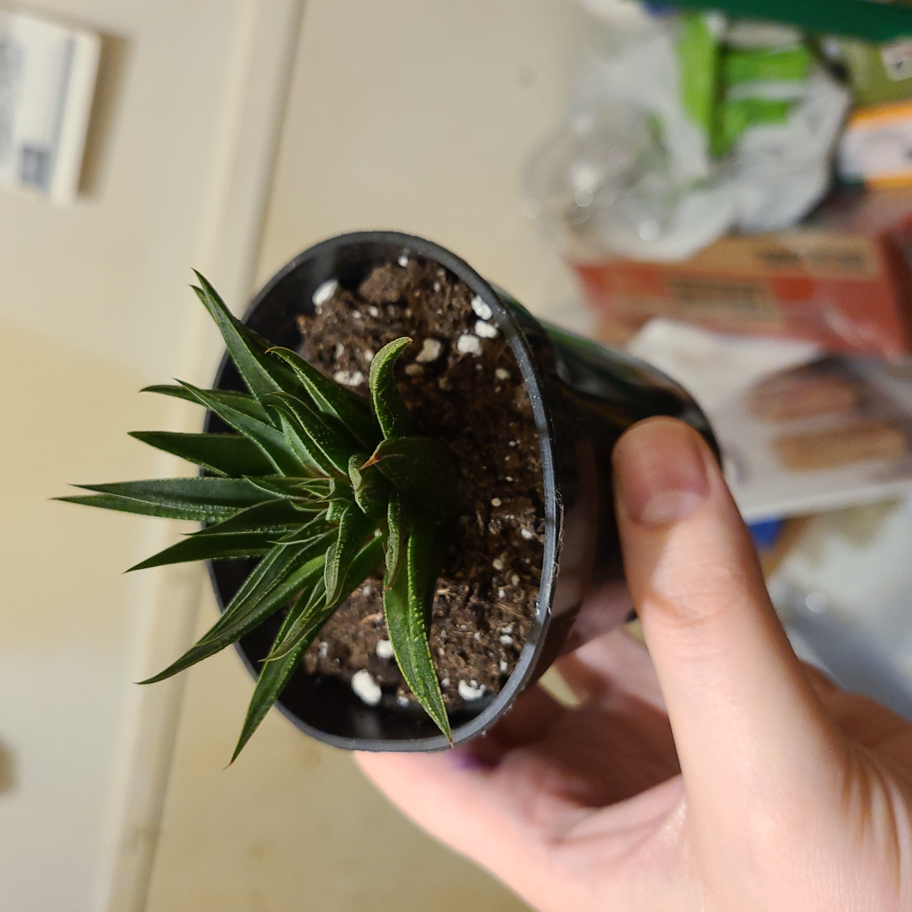 Potted Gasteraloe 'Flow' plant with green pointed leaves, held by a hand.