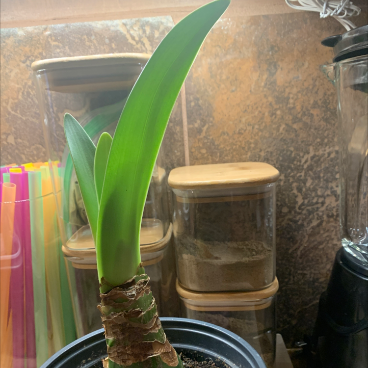 Hippeastrum 'Red Lion' plant with healthy green leaves in a pot. Soil is visible.
