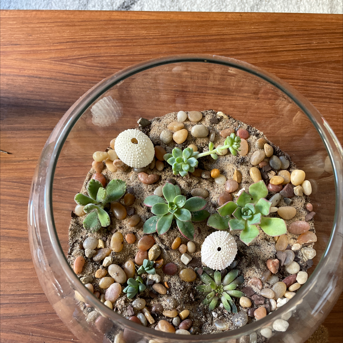 Glass bowl with multiple small Haworth's Aeonium succulents in soil and pebbles.