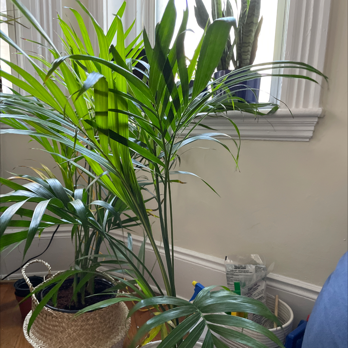Healthy Cat Palm in woven planter near window with blinds, lush green arching foliage, no leaf discoloration or health issues visible.