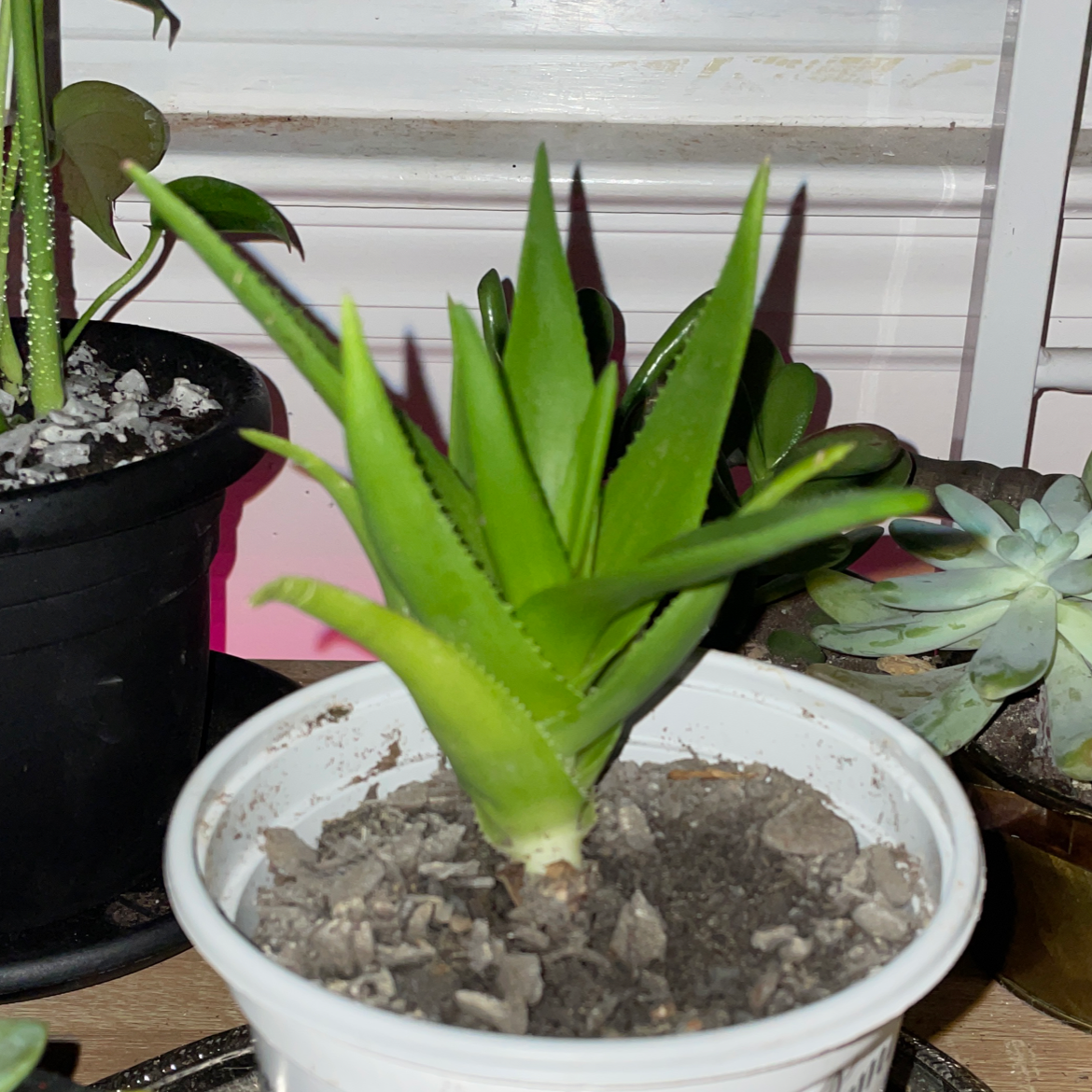 Photo of the plant species Narrow-leafed Tiger Tooth Aloe by @megannlowell named jim on Greg, the plant care app