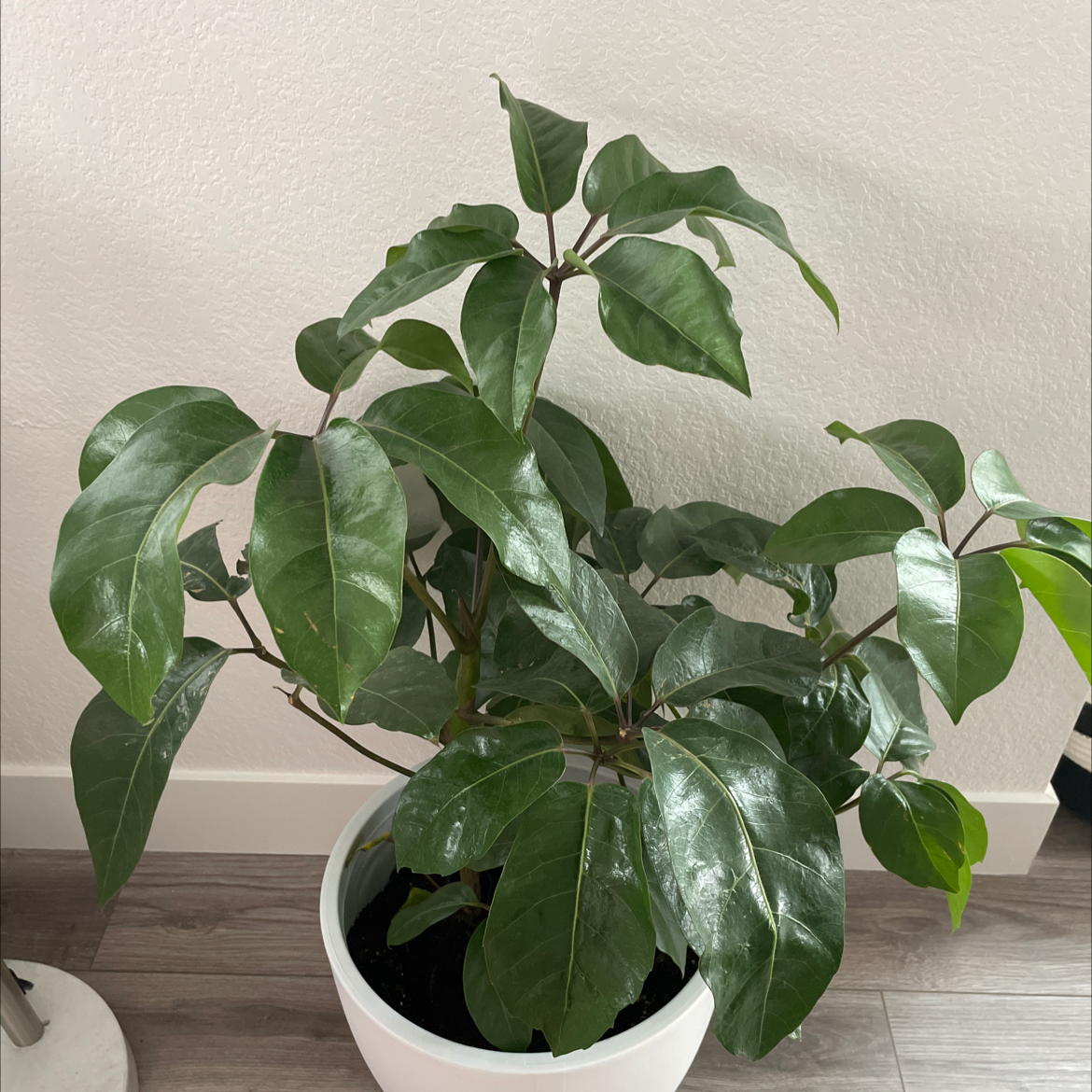 Healthy Octopus Tree (Schefflera actinophylla) in a white pot with glossy green leaves.
