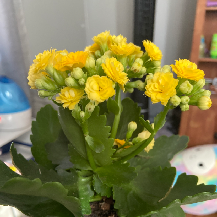 Close-up of a flowering kalanchoe plant with bright yellow double-petaled blooms and healthy green succulent leaves in a pot.