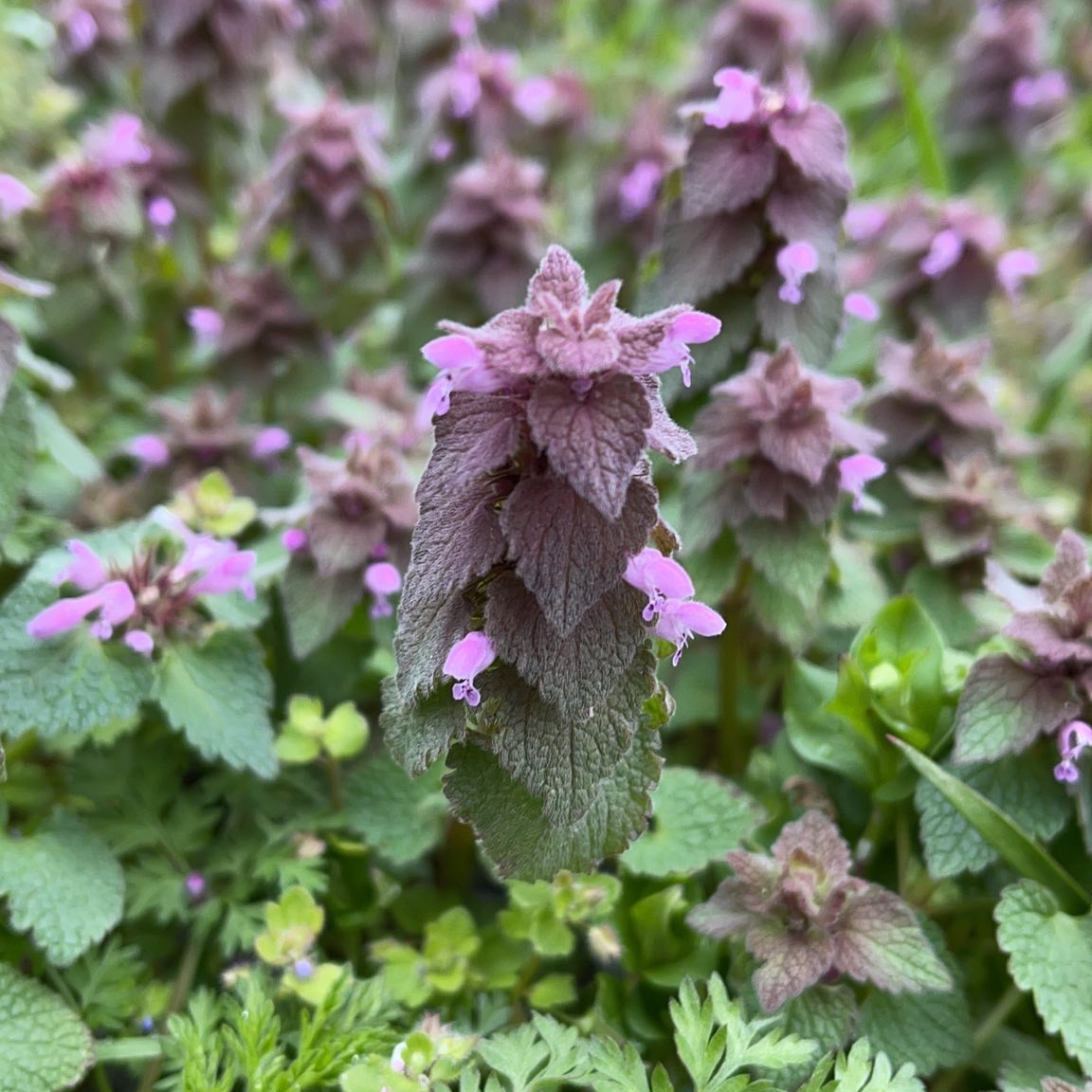 Purple Archangel plant with purple leaves and pink flowers, appearing healthy.
