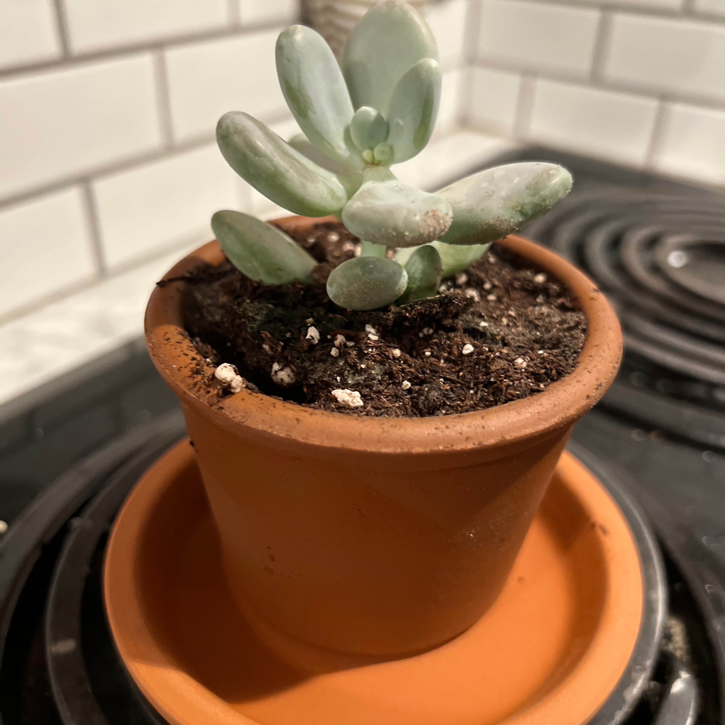 Pachyphytum 'Moon Silver' plant in a terracotta pot on a saucer, healthy and well-framed.