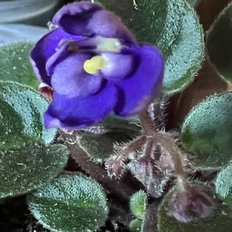 Kenyan Violet plant in Somewhere on Earth