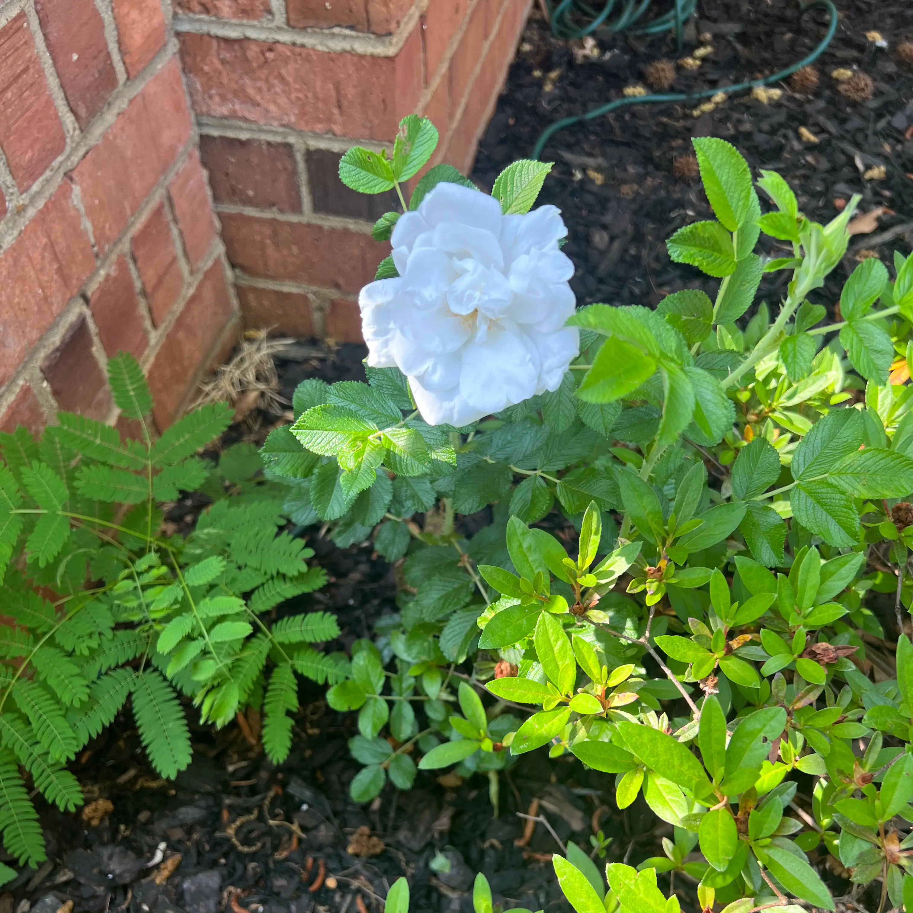 Beach Rose plant with green leaves and a single white flower next to a brick wall.