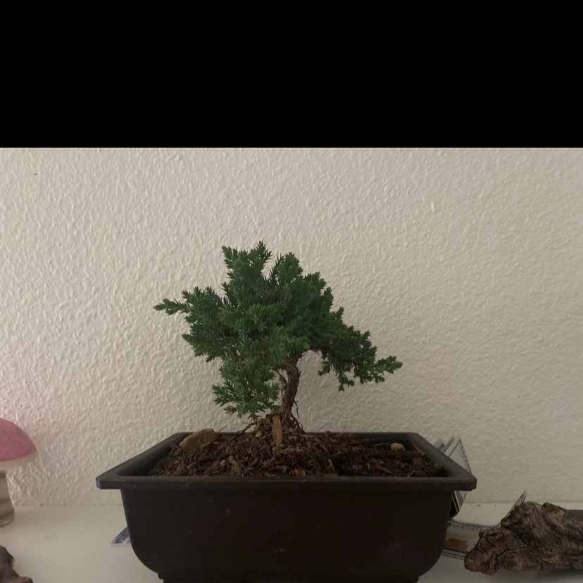 American Juniper plant in a rectangular pot with visible soil.
