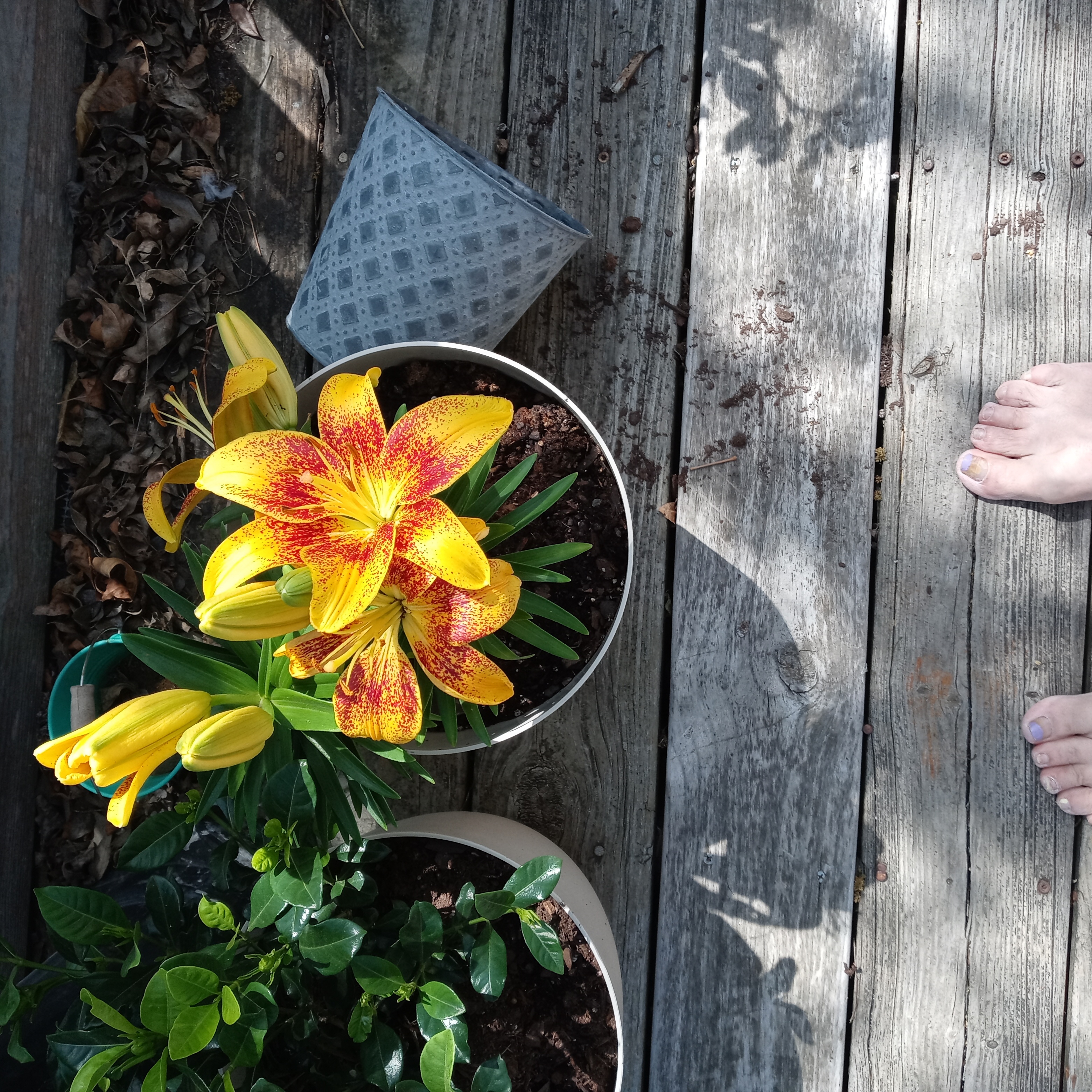 Tiger Lily plant in a pot with vibrant yellow and red flowers on a wooden deck.