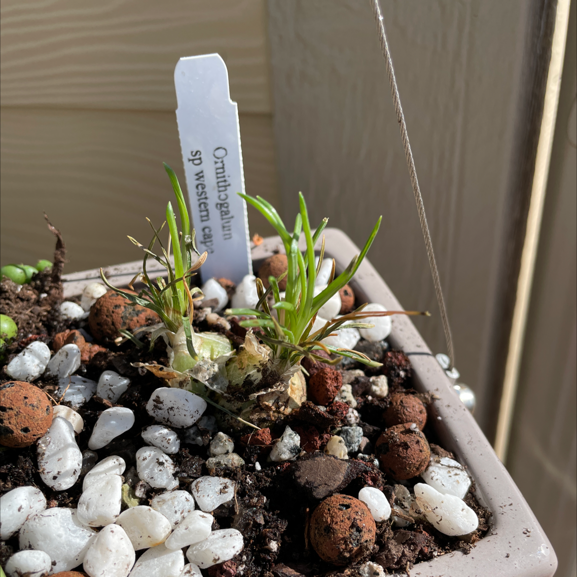 Photo of the plant species Ornithogalum sp. Western Cape by @HonestGinger named Sir Plancelot on Greg, the plant care app