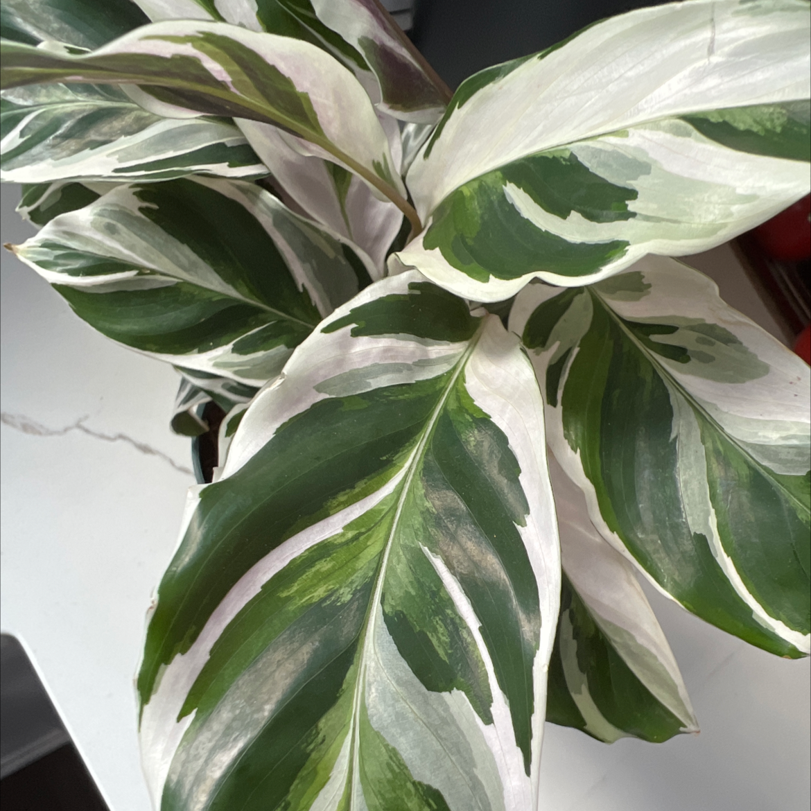 Photo of the plant species Calathea 'White Fusion' by @EmilyG named Luchia on Greg, the plant care app