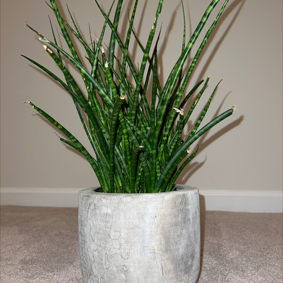Dracaena 'Mikado' plant in a pot with green, upright leaves.