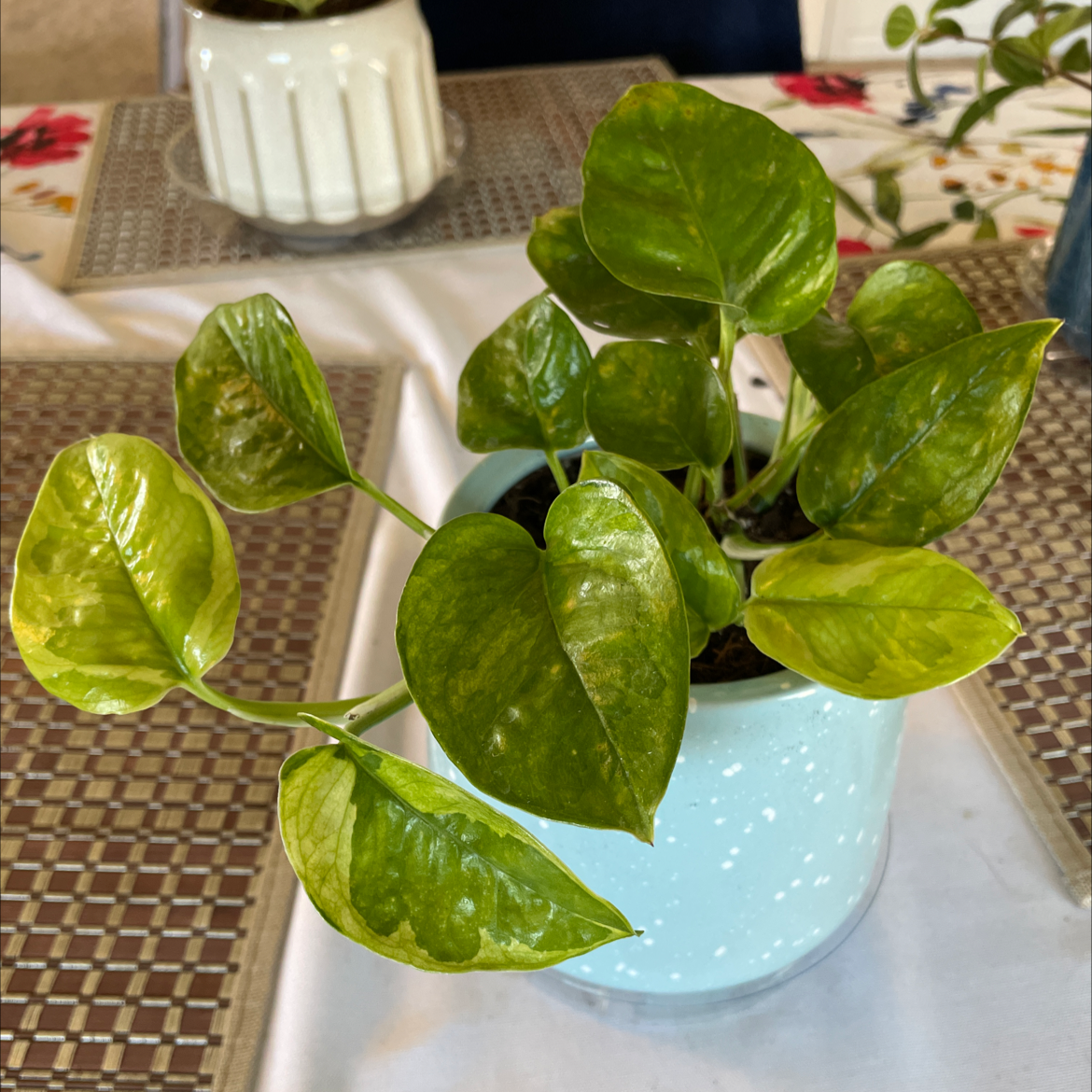 Potted Emerald Pothos plant with green, heart-shaped leaves, some showing slight yellowing.