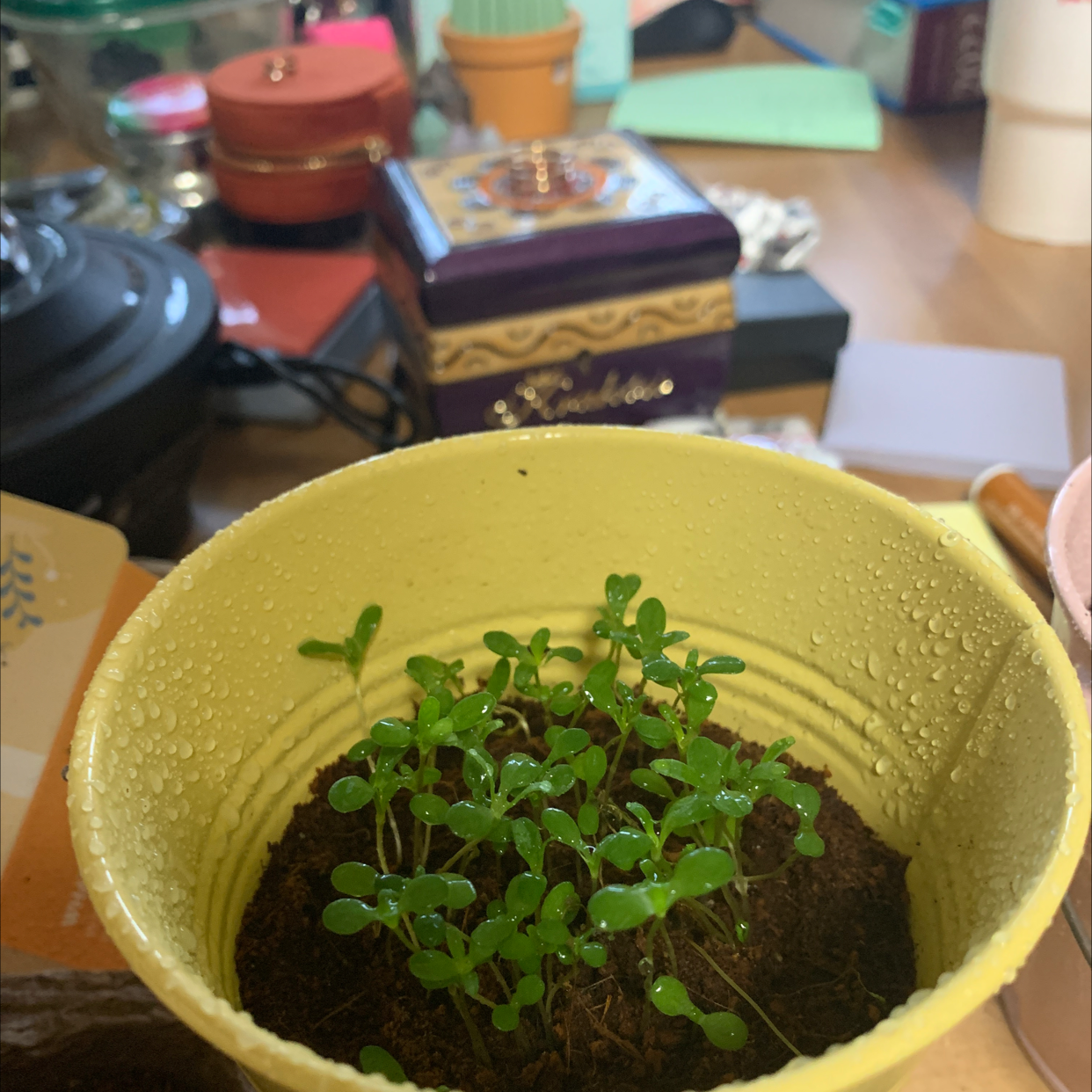 Common Chickweed seedlings in a yellow pot with visible soil.