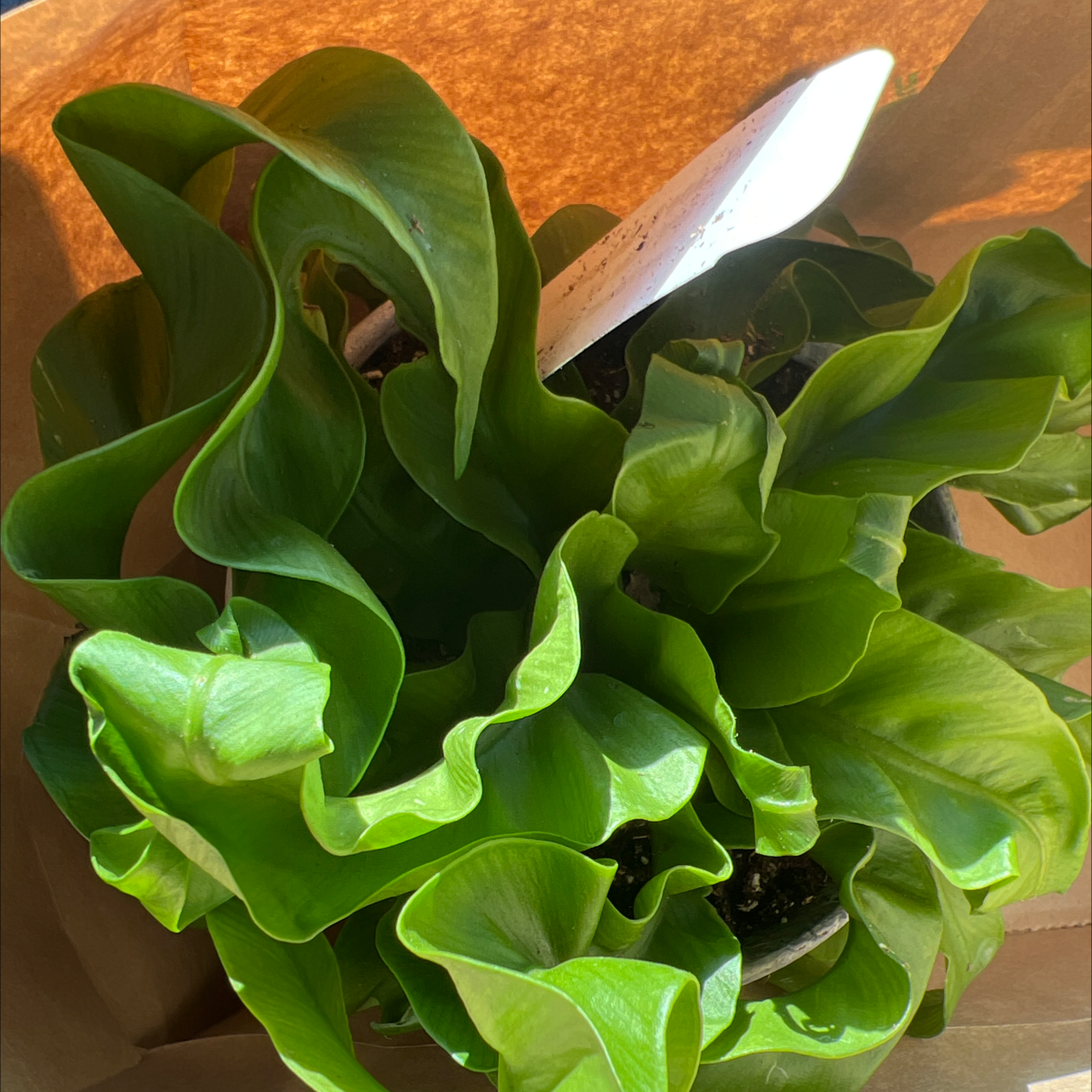 Hurricane Fern with lush green leaves and partially visible soil.