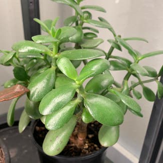 Jade plant in Bellingham, Washington