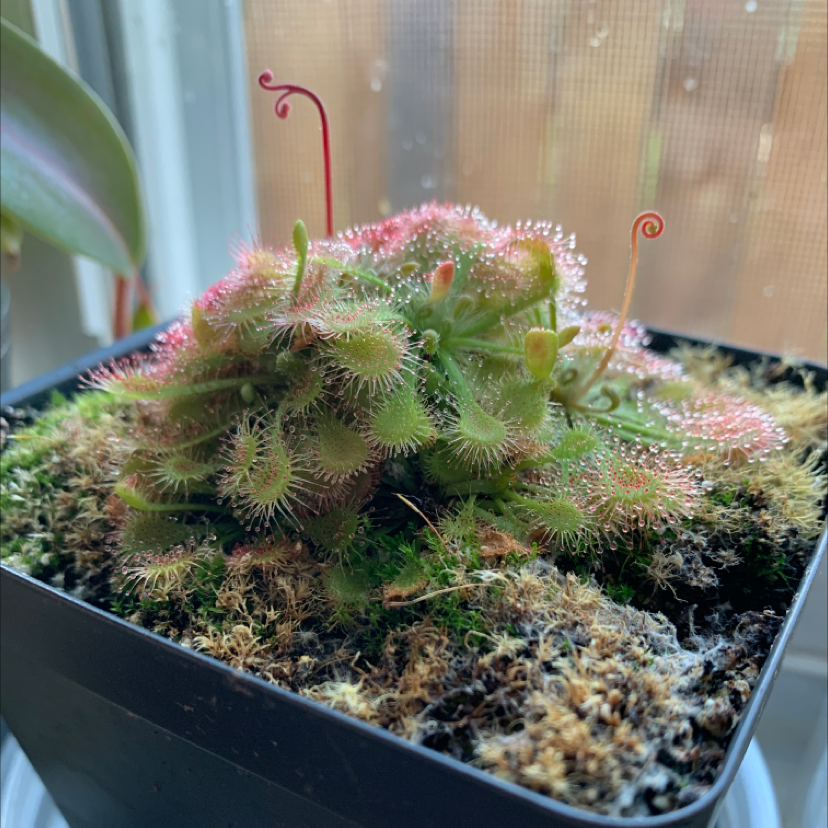 Spoon-Leaved Sundew plant in a pot with visible soil and healthy green leaves.